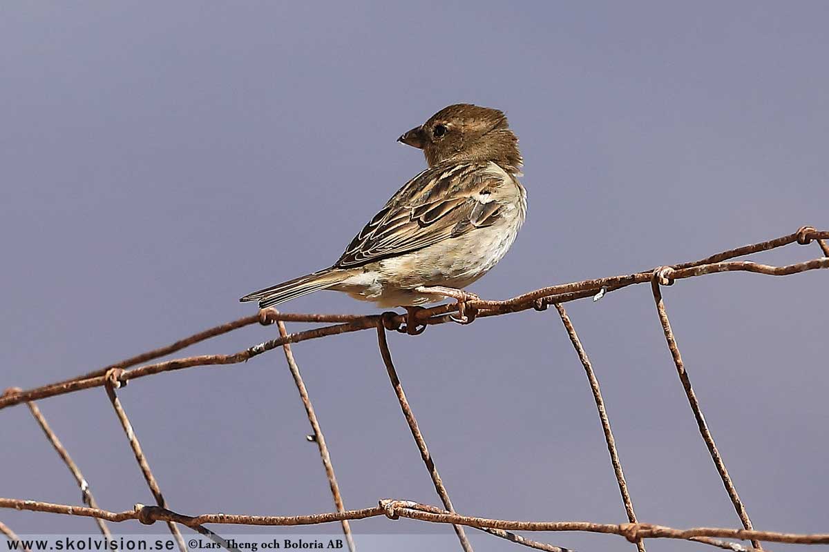 Pilfink, Passer montanus