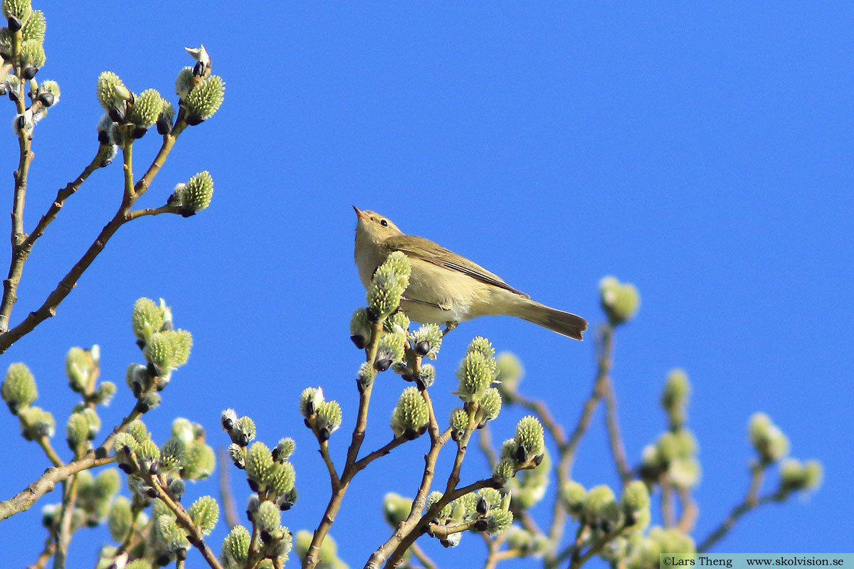 Lundsångare, Phylloscopus trochiloides