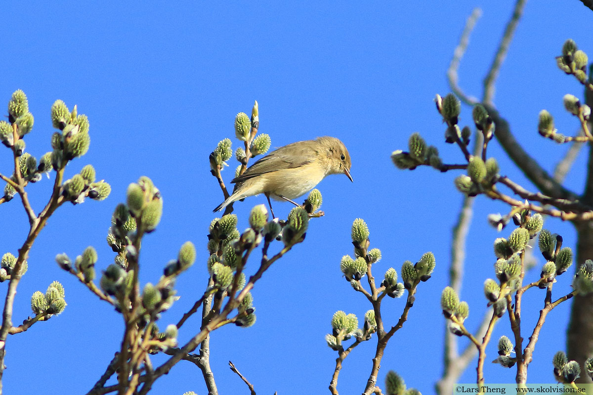 Lundsångare, Phylloscopus trochiloides