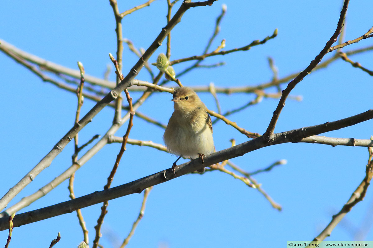 Lundsångare, Phylloscopus trochiloides