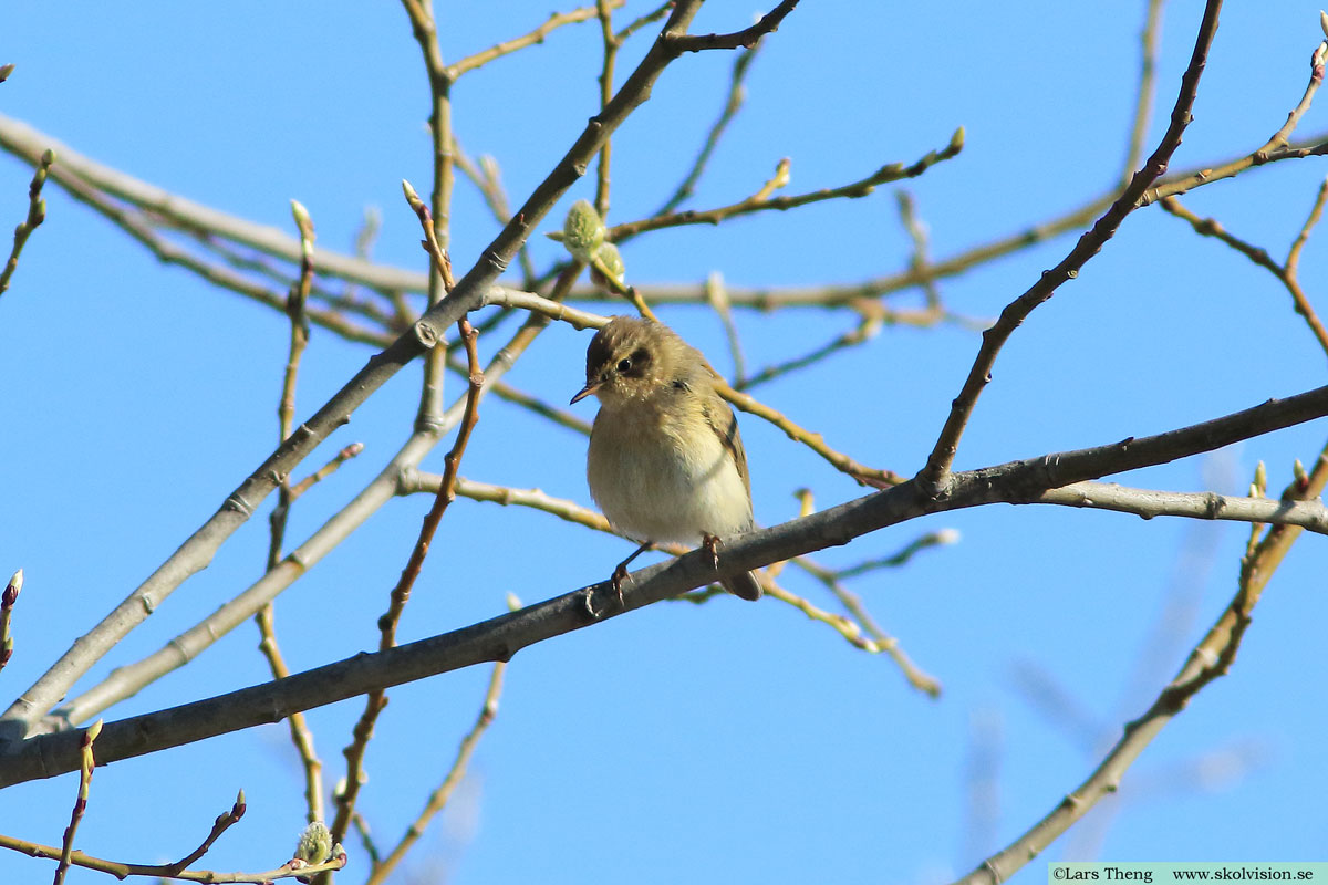 Lundsångare, Phylloscopus trochiloides