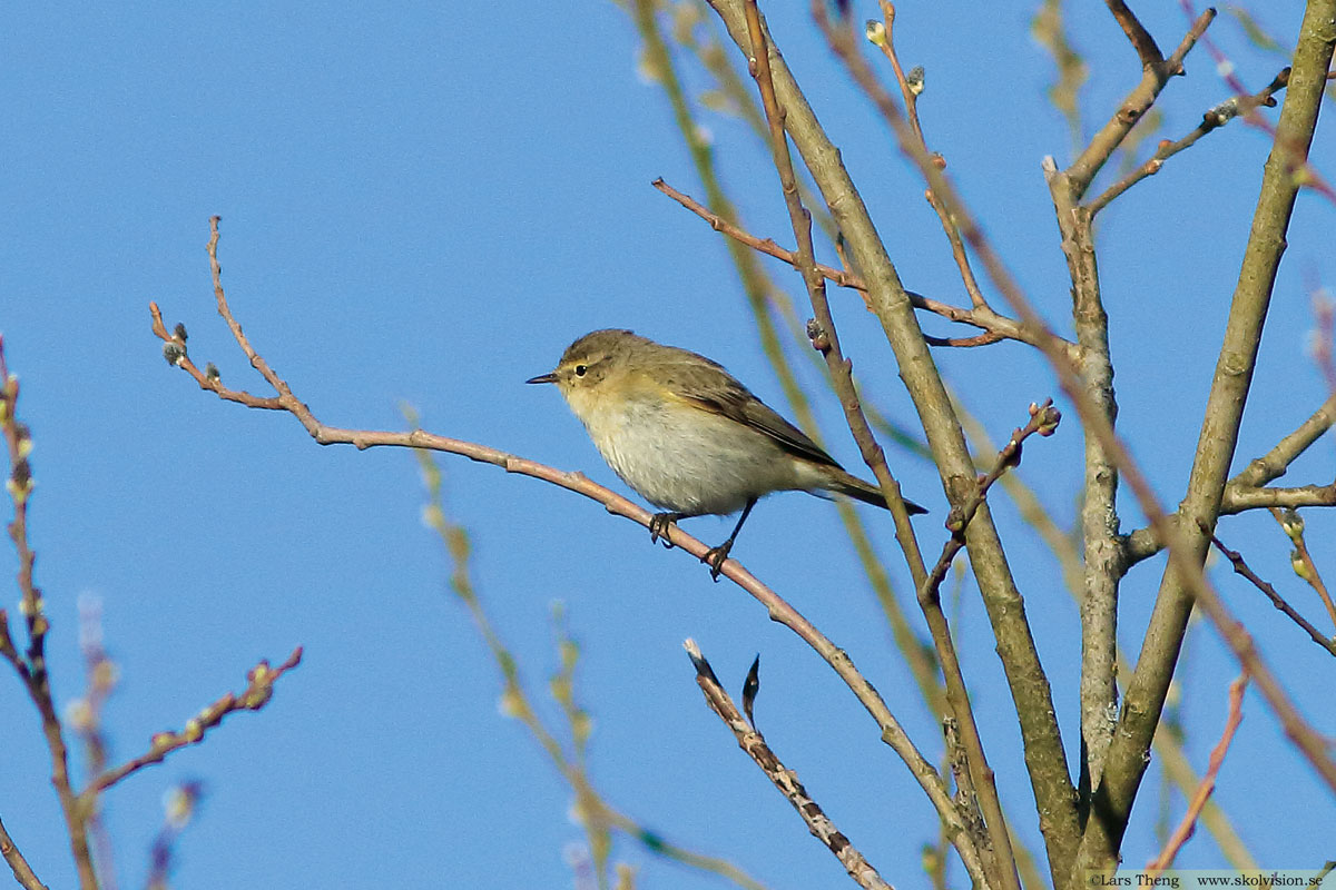 Lundsångare, Phylloscopus trochiloides