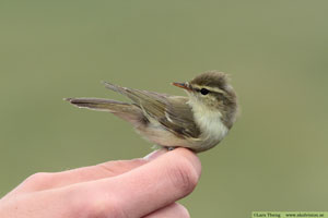 Lundsångare, Phylloscopus trochiloides