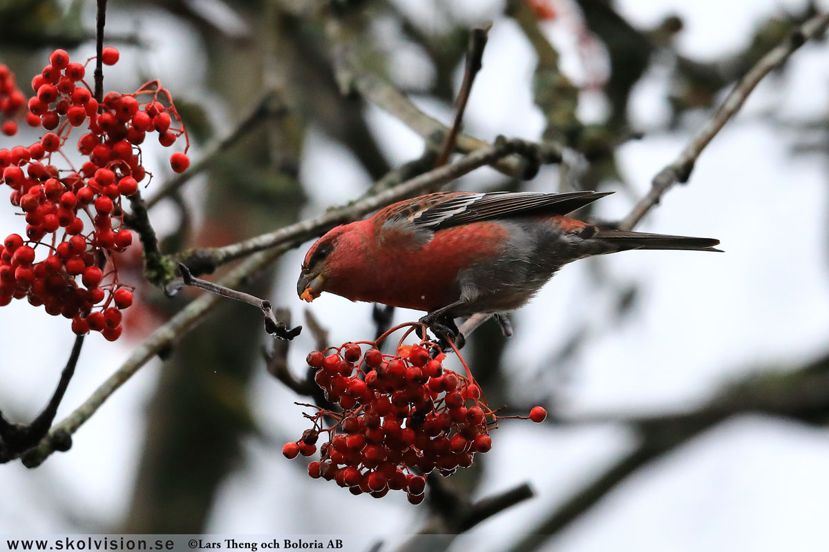 Lundsångare, Phylloscopus trochiloides