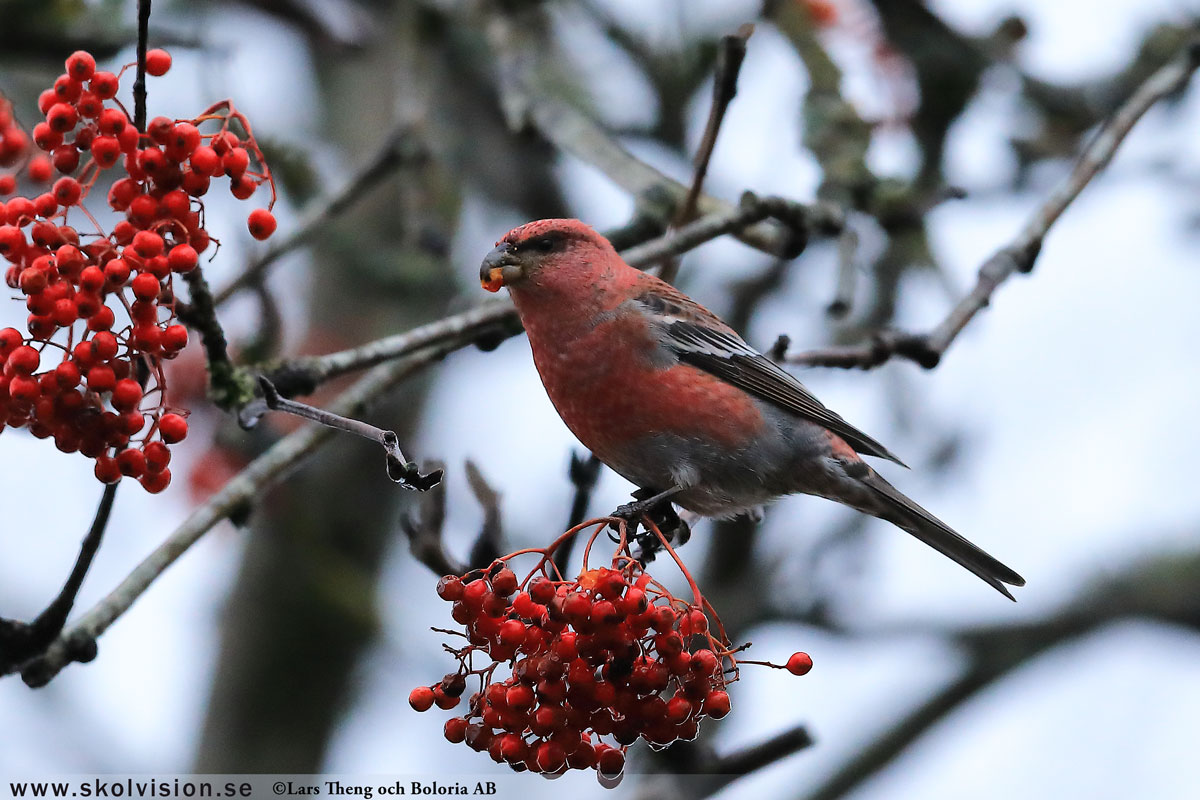 Lundsångare, Phylloscopus trochiloides