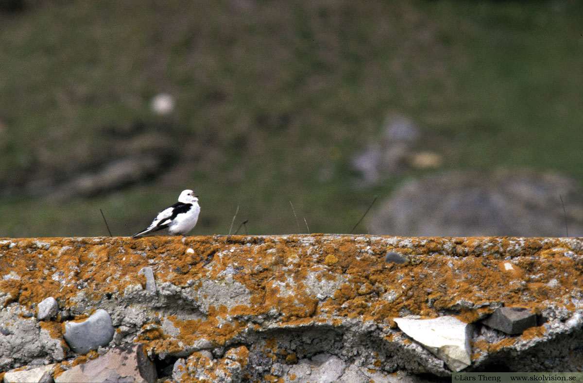 Entita, Poecile palustris