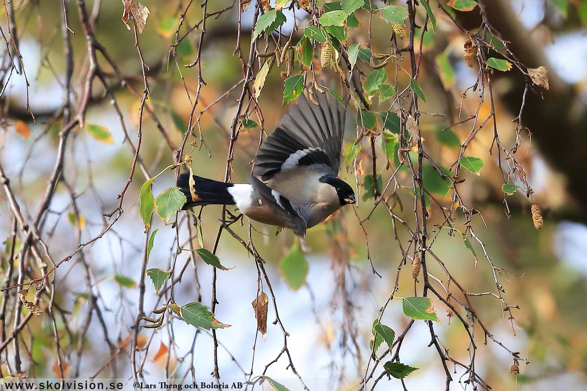 Alpkråka, Pyrrhocorax pyrrhocorax