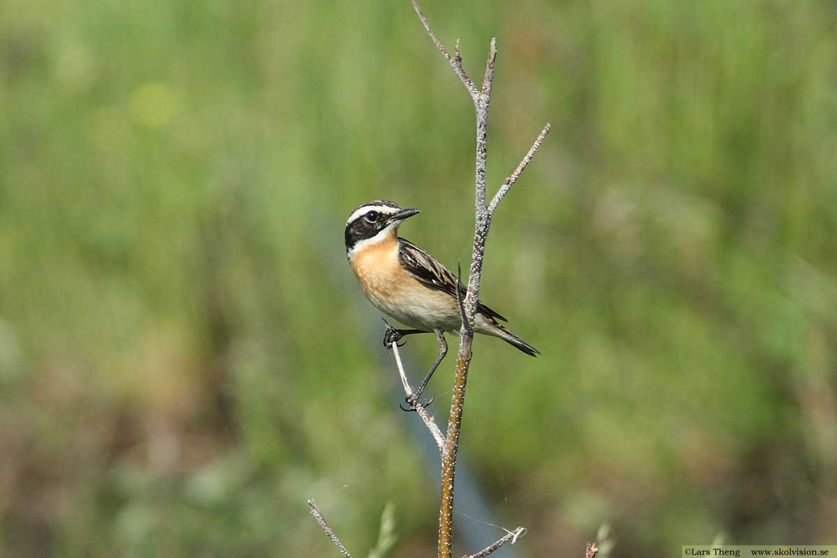 Kungsfågel, Regulus regulus