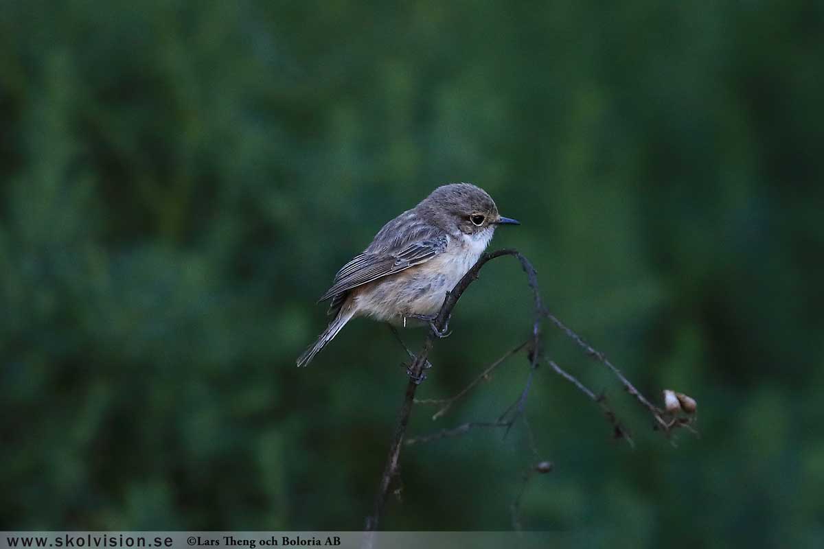 Pilfink, Passer montanus