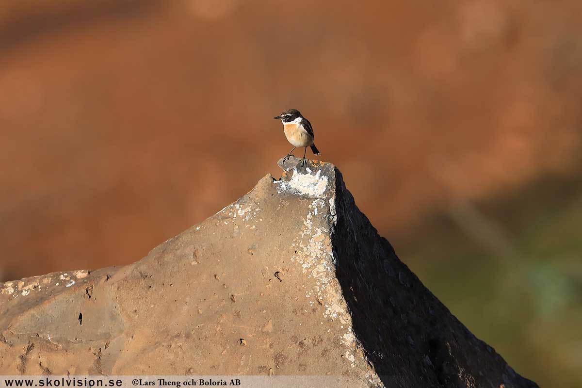 Pilfink, Passer montanus