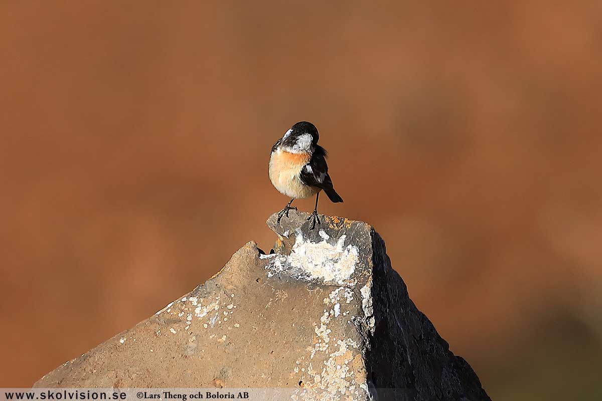 Pilfink, Passer montanus