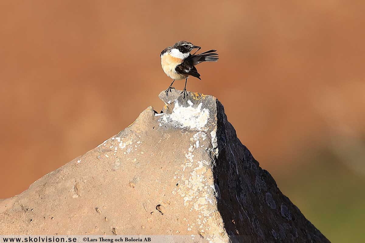 Pilfink, Passer montanus