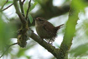 Gärdsmyg, Troglodytes troglodytes