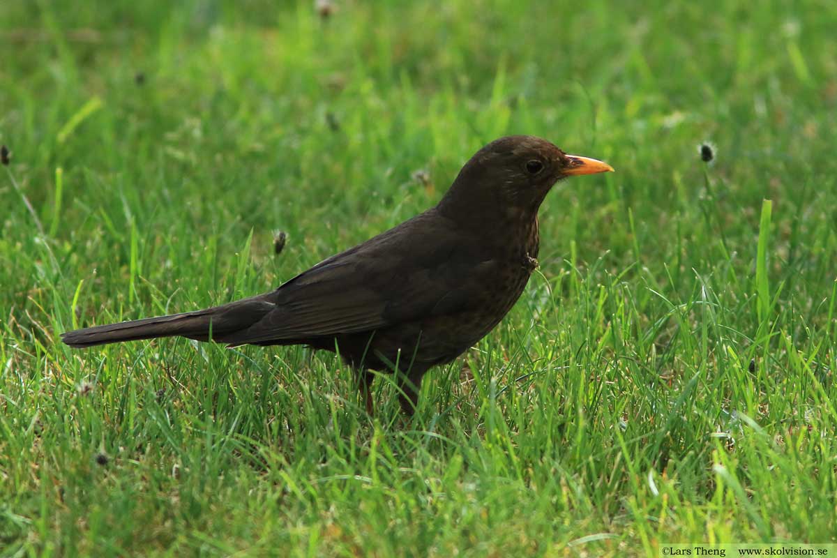 Kungsfågel, Regulus regulus