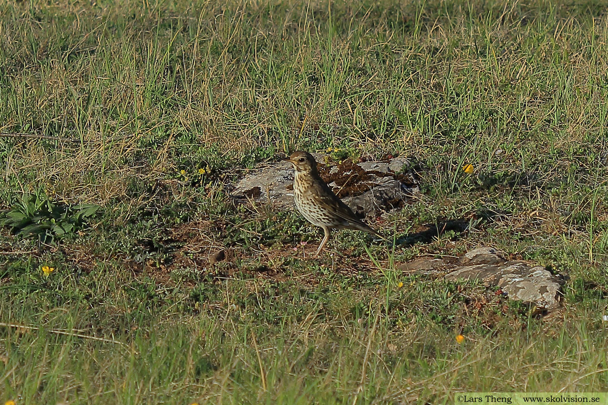 Koltrast, Turdus merula