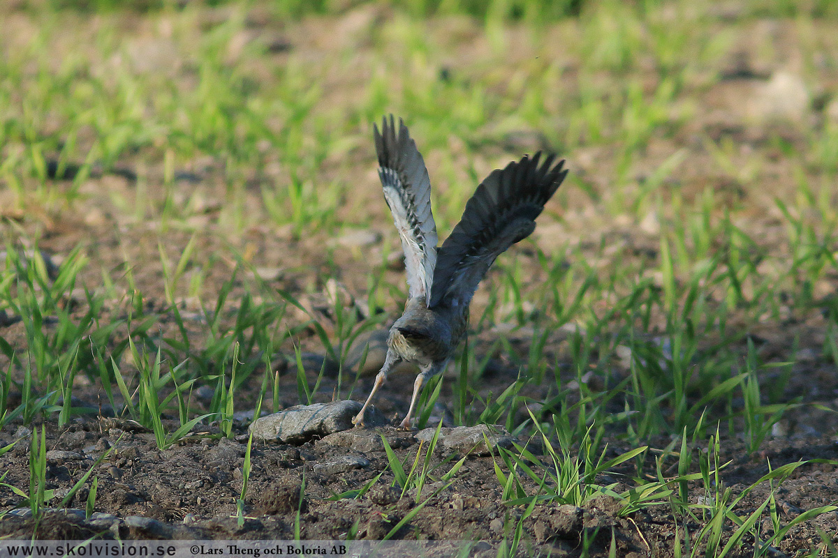 Björktrast, Turdus pilaris