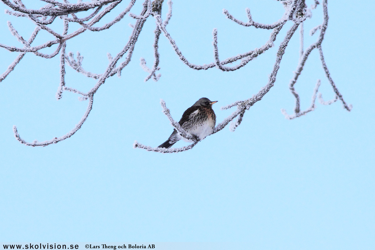 Björktrast, Turdus pilaris