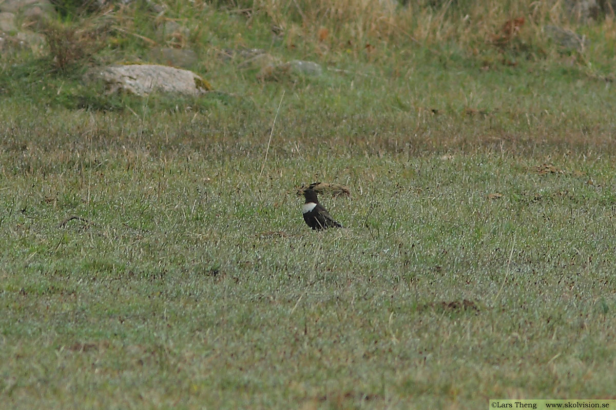 Ringtrast, Turdus torquatus