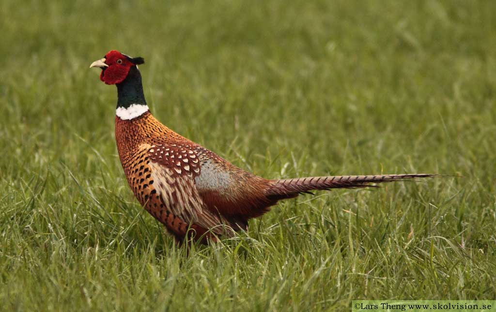 Fasan, Phasianus colchicus