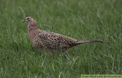 Fasan, Phasianus colchicus