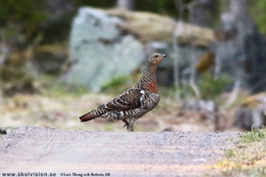 Tjäder, Tetrao urogallus