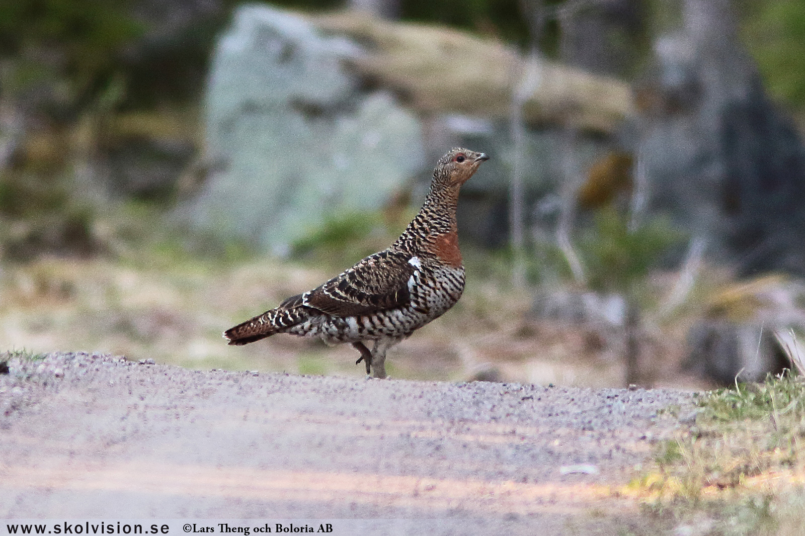 Tjäder, Tetrao urogallus