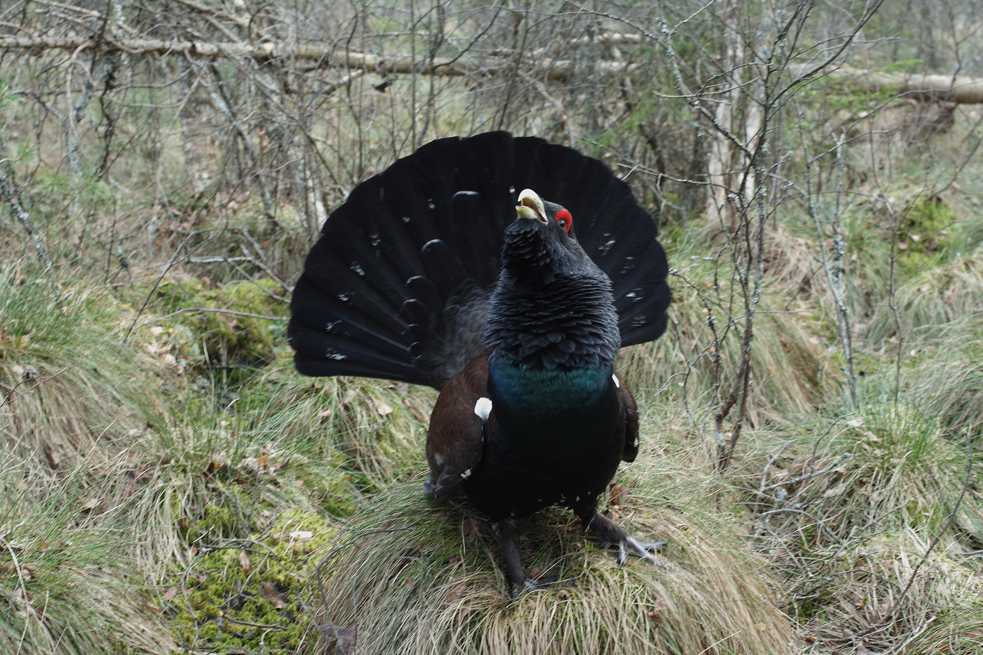 Tjäder, Tetrao urogallus