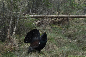 Tjäder, Tetrao urogallus