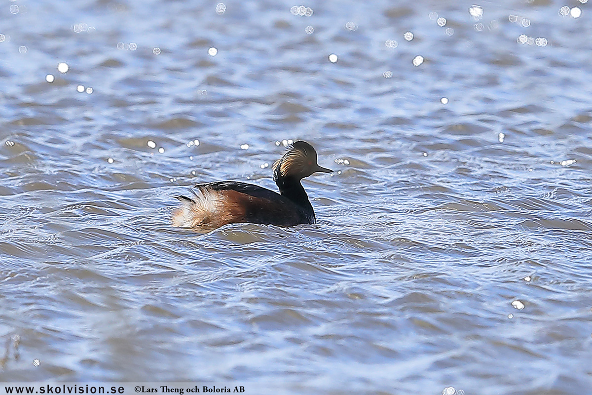 Gråhakedopping, Podiceps grisegena