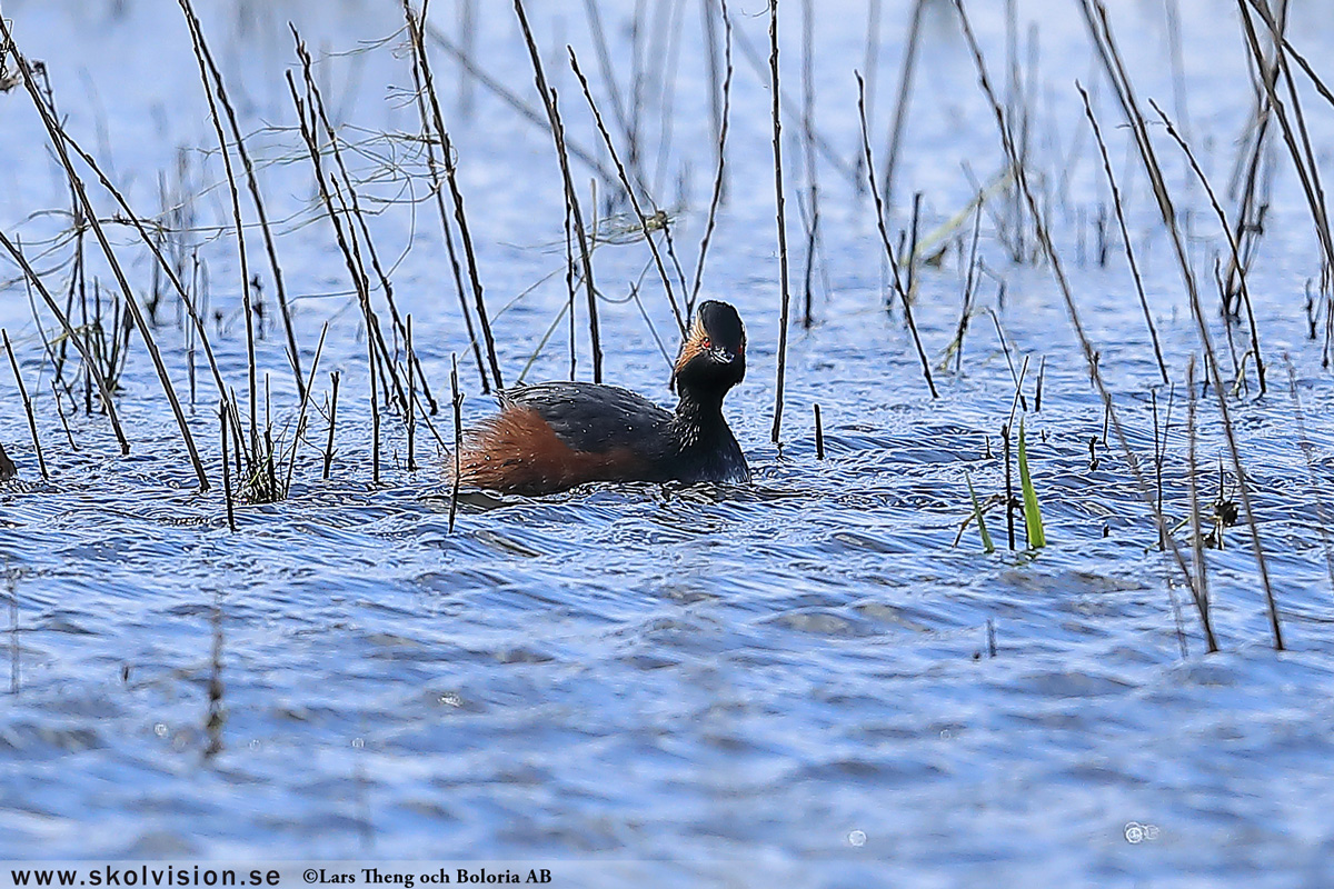 Gråhakedopping, Podiceps grisegena