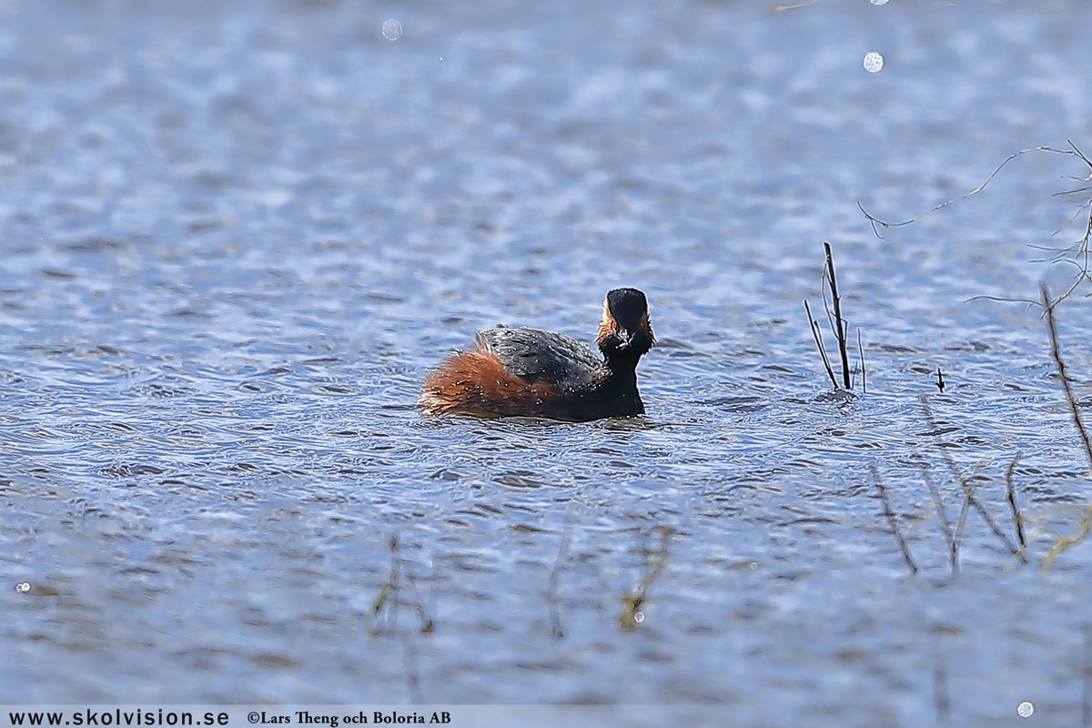 Gråhakedopping, Podiceps grisegena