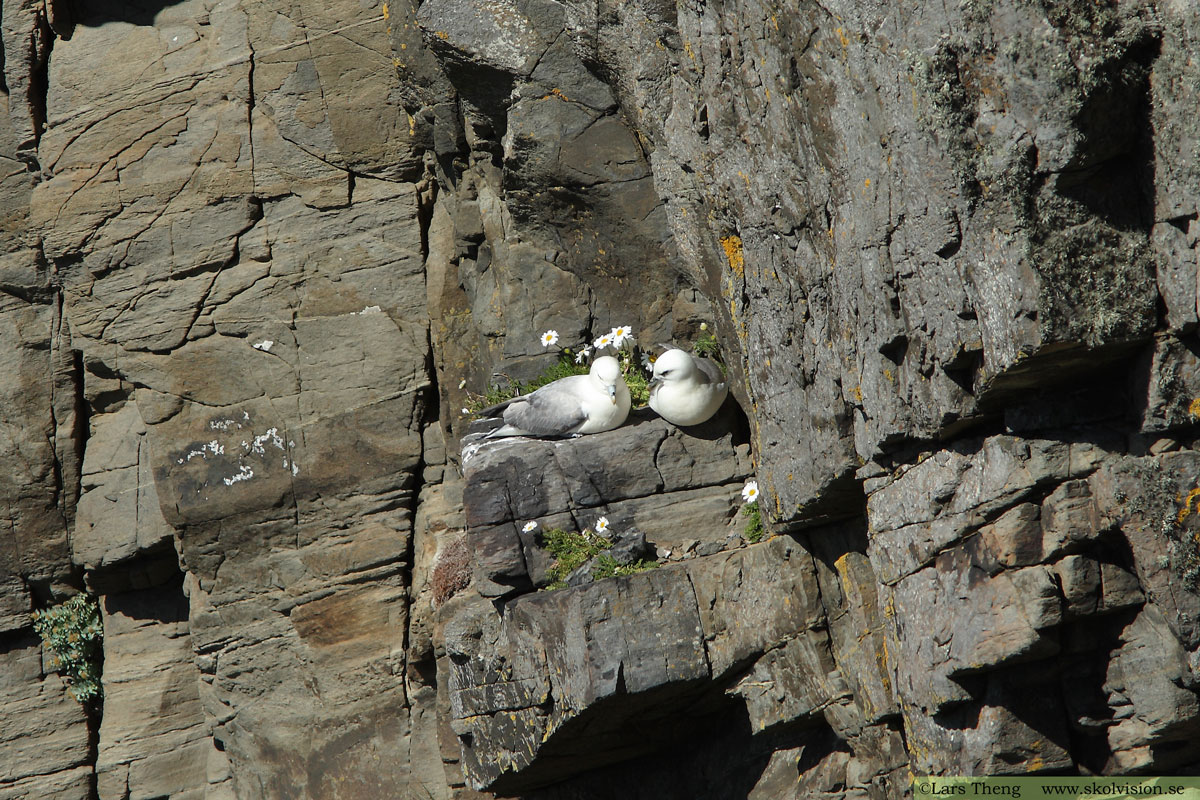 Stormfågel, Fulmarus glacialis