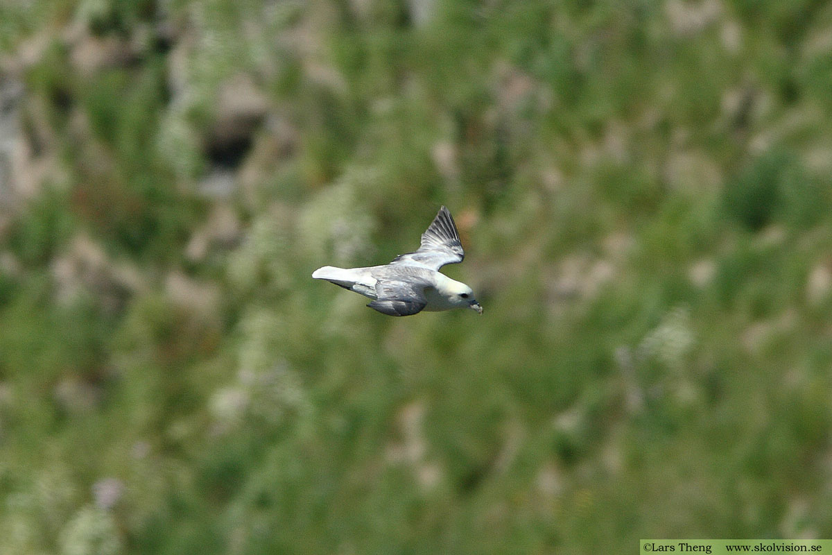 Stormfågel, Fulmarus glacialis