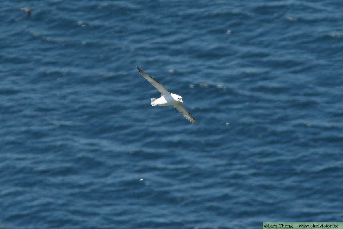 Stormfågel, Fulmarus glacialis