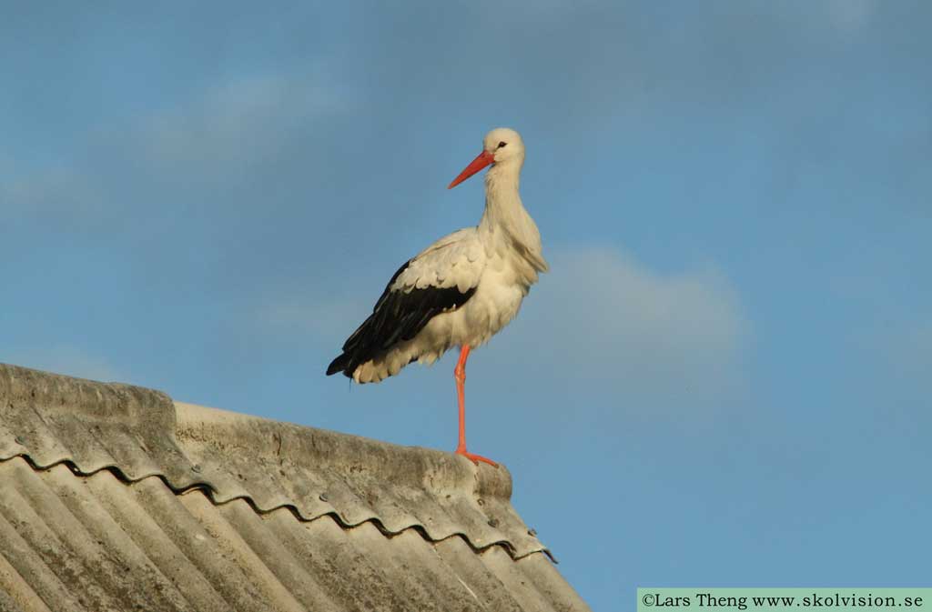 Vit stork, Ciconia ciconia