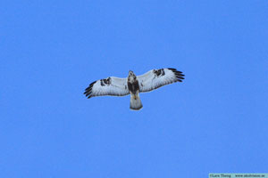Fjällvråk, Buteo lagopus