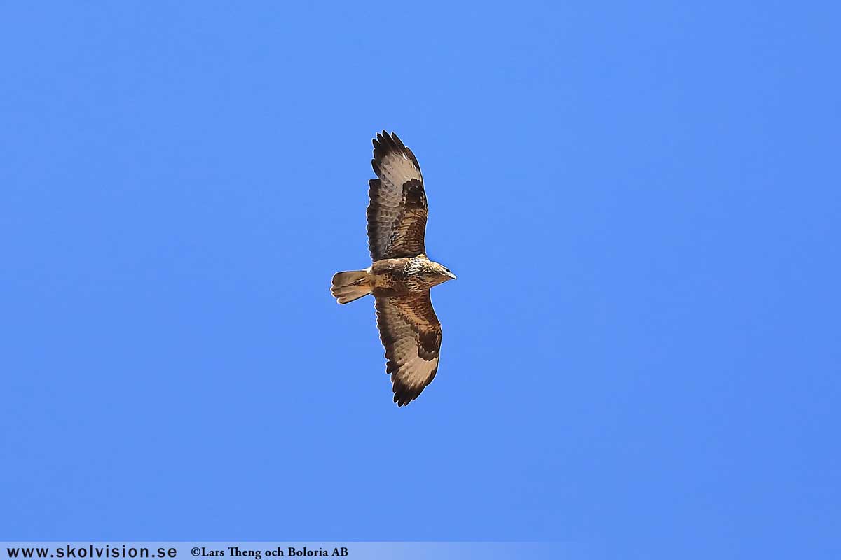 Ladusvala, Hirundo rustica