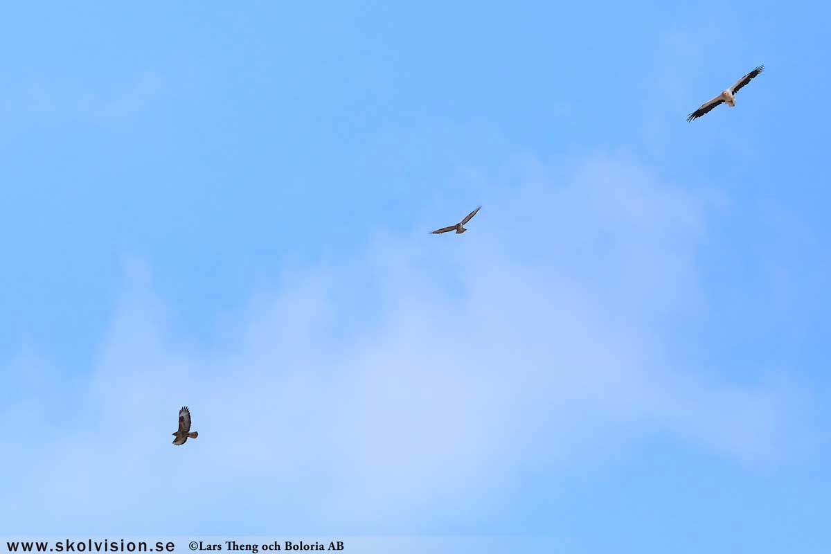 Ladusvala, Hirundo rustica