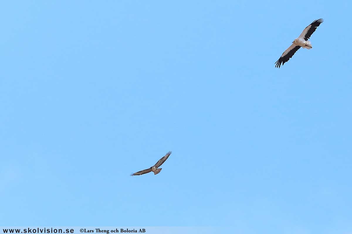 Ladusvala, Hirundo rustica