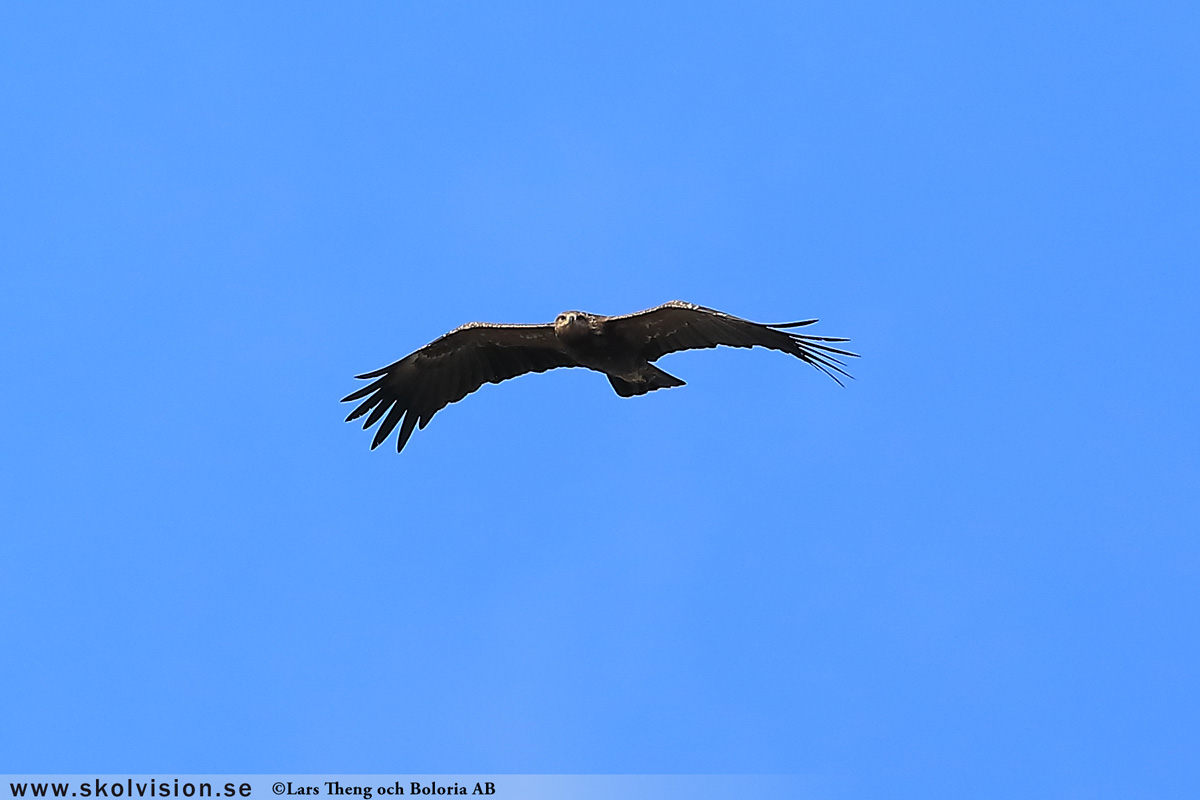 Kungsörn, Aquila chrysaetos