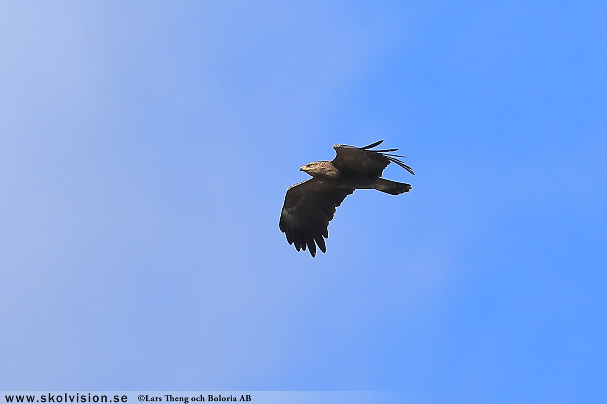 Kungsörn, Aquila chrysaetos