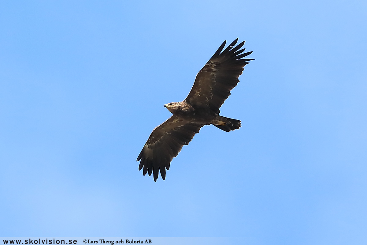 Kungsörn, Aquila chrysaetos