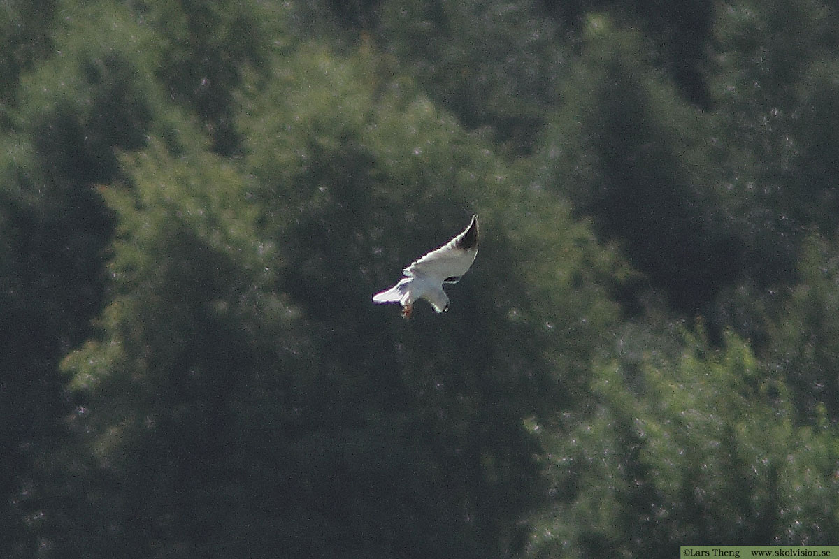 Fiskgjuse, Pandion haliaetus