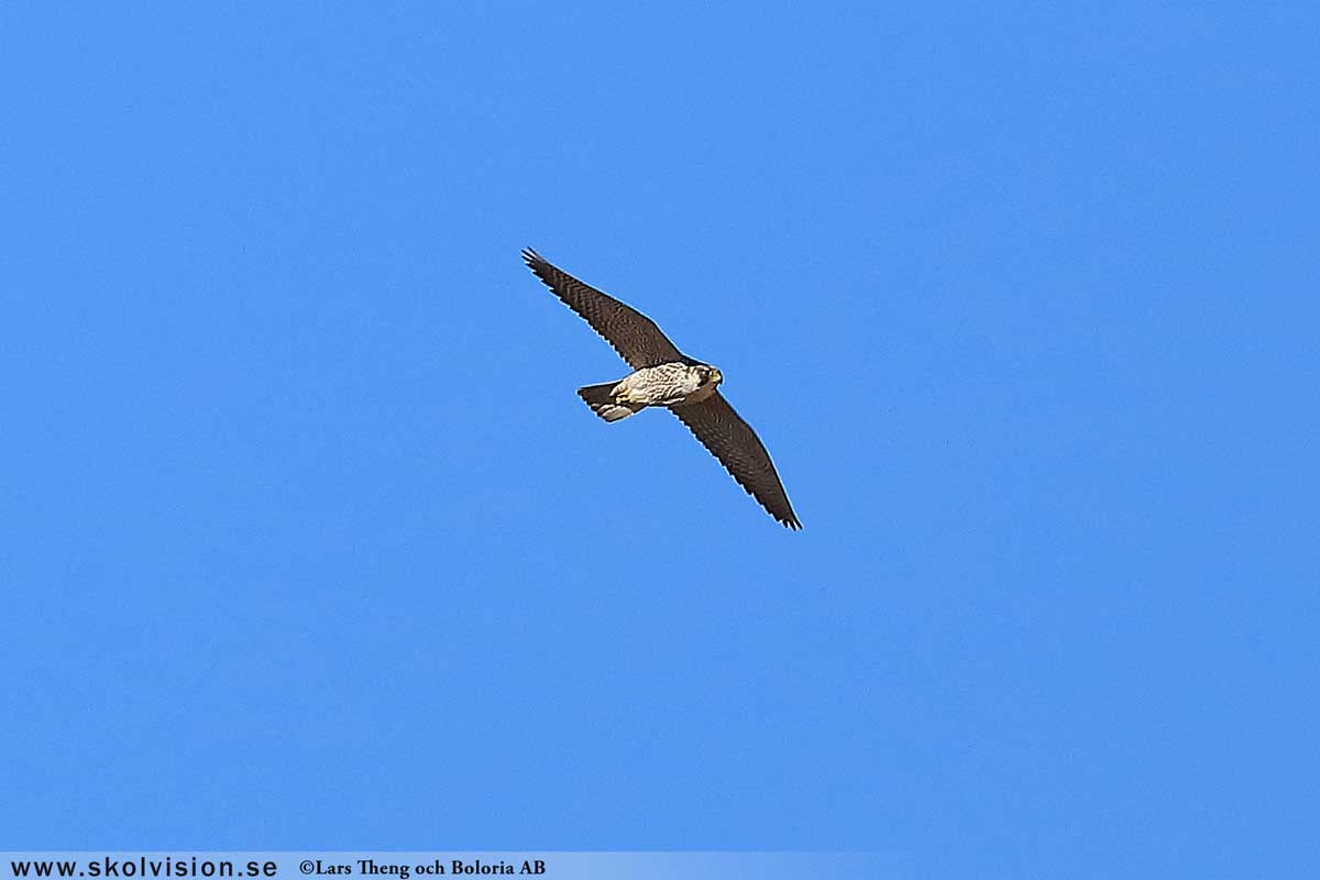 Lärkfalk, Falco subbuteo