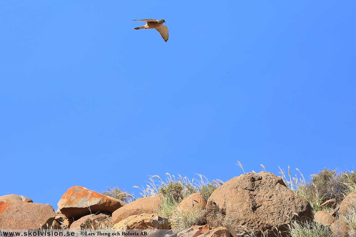 Tornfalk, Falco tinnunculus canariensis