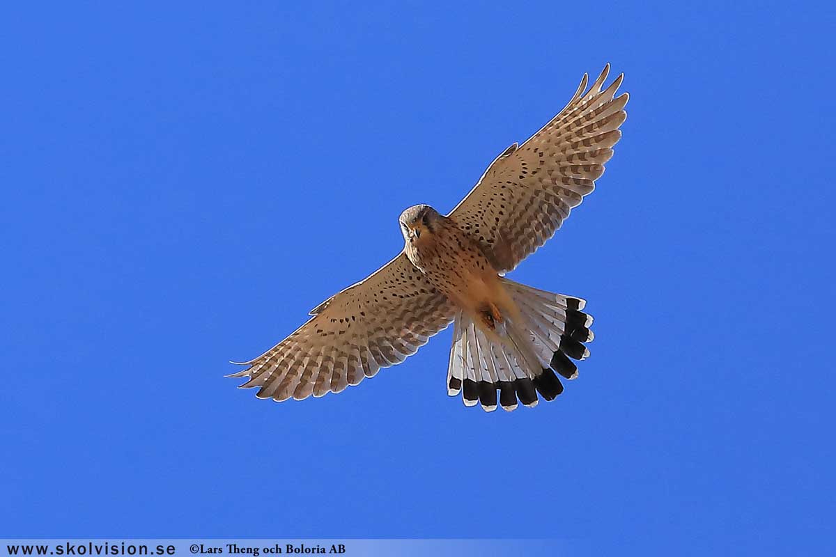 Tornfalk, Falco tinnunculus canariensis