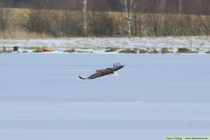 Havsörn, Haliaeetus albicilla