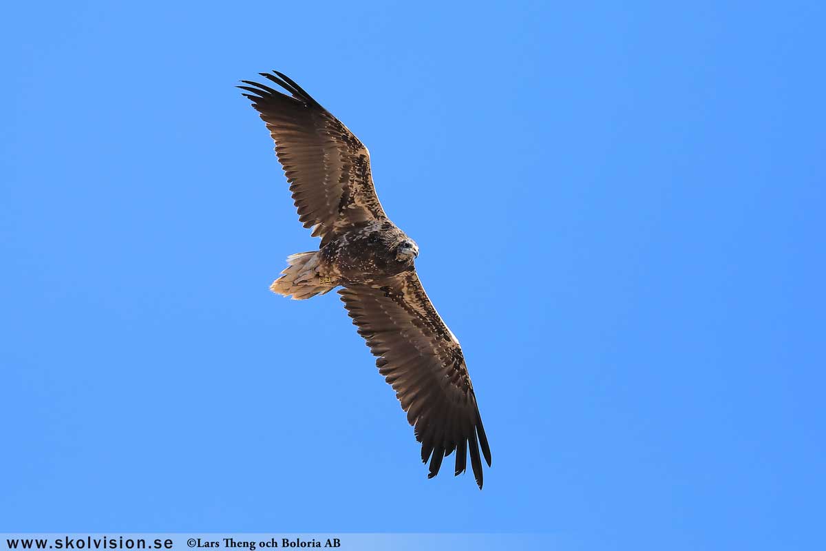 Fiskgjuse, Pandion haliaetus