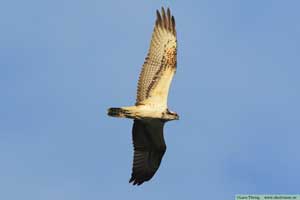 Fiskgjuse, Pandion haliaetus