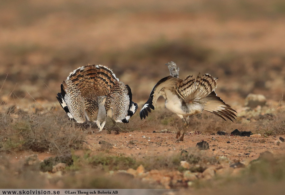 Kungsörn, Aquila chrysaetos